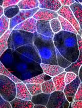 Establishing Bipotential Human Lung Organoid Culture System and Differentiation to Generate Mature Alveolar and Airway Organoids