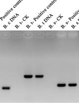 A Quick DNA Extraction Method for High Throughput Screening in Gram-positive Bacteria