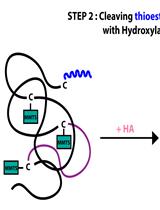 A Modified Acyl-RAC Method of Isolating Retinal Palmitoyl Proteome for Subsequent Detection through LC-MS/MS