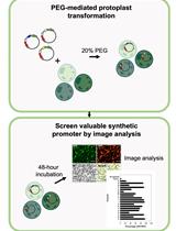 Synthetic Promoter Screening Using Poplar Mesophyll Protoplast Transformation