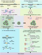 Application of a Spacer-nick Gene-targeting Approach to Repair Disease-causing Mutations with Increased Safety