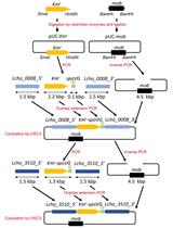Development of a Gene Replacement Method for the Filamentous Bacterium <em>Leptothrix cholodnii</em> SP-6