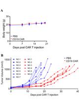 CD19 CAR-T在Raji B细胞异位移植小鼠模型中的抗肿瘤效果