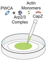 In vitro Reconstitution of Phase-separated p62 Bodies on the Arp2/3-derived Actin Network