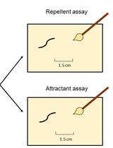 Assessment of Chemosensory Response to Volatile Compounds in Healthy, Aged, and Neurodegenerative Caenorhabditis elegans Models