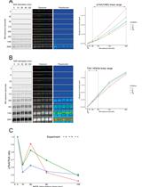 A Simple, Reproducible Procedure for Chemiluminescent Western Blot Quantification