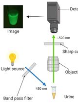 A Novel Non-invasive Qualitative Assay Using Urinary Fluorescence Imaging to Assess Kidney Disease
