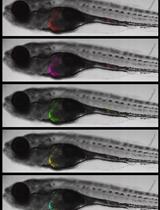 In vivo Drug Screening to Identify Anti-metastatic Drugs in Twist1a-ERT2 Transgenic Zebrafish