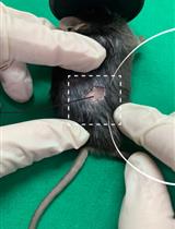 Direct Adeno-associated Viruses Injection of Murine Adipose Tissue