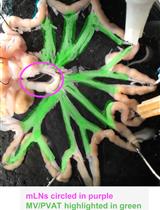 Determination of Interleukin-17A and Interferon-γ Production in γδ, CD4+, and CD8+ T Cells Isolated from Murine Lymphoid Organs, Perivascular Adipose Tissue, Kidney, and Lung