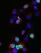线粒体复制测定（MIRA）可有效原位定量新生线粒体DNA和蛋白质与新生线粒体DNA（mitoSIRF）的相互作用
