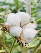 Agrobacterium-mediated Genetic Transformation of Cotton and Regeneration via Somatic Embryogenesis