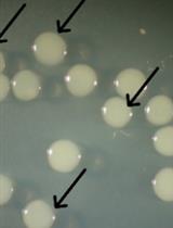 Detecting Photoactivatable Cre-mediated Gene Deletion Efficiency in <em>Escherichia coli</em>