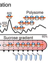 Polysome Profiling in Adult Mouse Testes