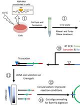 用于在活细胞中以单个核苷酸分辨率分析RNA-蛋白质相互作用位点的修订iCLIP-seq方案