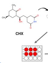 环己酰亚胺(CHX)追踪测定法检测蛋白质半衰期
