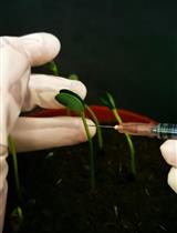 Transformation and Detection of Soybean Hairy Roots