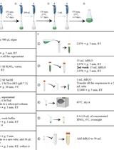 Measurement of Total Phosphorus and Polyphosphate in Chlamydomonas reinhardtii