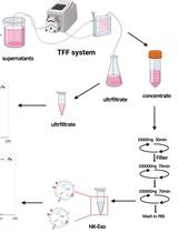 Large-scale Isolation of Exosomes Derived from NK Cells for Anti-tumor Therapy