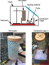 Effective Hand Rearing of Neonatal Mice for Developmental Studies