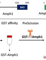 Purification of Recombinant Human Amphiphysin 1 and its N-BAR Domain