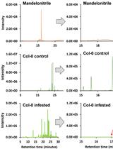 Isolation and Quantification of Mandelonitrile from <em>Arabidopsis thaliana</em> Using Gas Chromatography/Mass Spectrometry