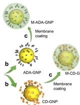 Synthesis of Bacteria-mimetic Gold Nanoparticles for Phagocytosis by Immune Cells