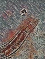 Alginate Gel Immobilization of <em>Caenorhabditis elegans</em> for Optical Calcium Imaging of Neurons