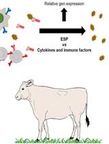 Selection of Molecules with Immunological Potential from Excretory and Secretory Products from the Nematode Haemonchus placei by Cell Proliferation and Gene Expression Assays