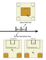 A Standardized Protocol for Early-life Stress-induced Social Defeat in Mice