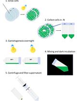 莱茵衣藻自溶素的生产