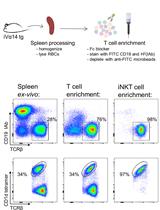Primary Mouse Invariant Natural Killer T (iNKT) Cell Purification and Transduction