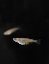 青鳉胚胎中细胞突起的肌动蛋白细胞骨架的可视化研究