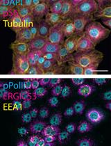 Iterative Indirect Immunofluorescence Imaging (4i) on Adherent Cells and Tissue Sections
