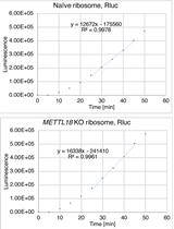 Human-rabbit Hybrid Translation System to Explore the Function of Modified Ribosomes
