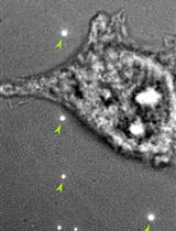 Dual-color Colocalization in Single-molecule Localization Microscopy to Determine the Oligomeric State of Proteins in the Plasma Membrane