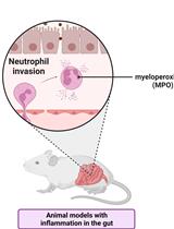 Measuring Myeloperoxidase Activity as a Marker of Inflammation in Gut Tissue Samples of Mice and Rat