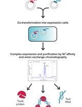 Large-scale Purification of Type III Toxin-antitoxin Ribonucleoprotein Complex and its Components from Escherichia coli for Biophysical Studies