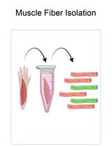 In vivo Electroporation of Skeletal Muscle Fibers in Mice
