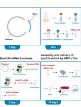 mRNA Delivery Platform Based on Bacterial Outer Membrane Vesicles for Tumor Vaccine