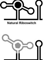 In vitro Selection and in vivo Testing of Riboswitch-inspired Aptamers