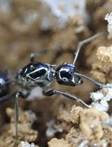 Cuticular Hydrocarbon Profiling by Fractionation and GC-MS in Socially Parasitic Ants