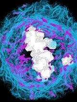 3D Ultrastructural Visualization of Mitosis Fidelity in Human Cells Using Serial Block Face Scanning Electron Microscopy (SBF-SEM)