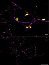 Three-color dSTORM Imaging and Analysis of Recombination Foci in Mouse Spread Meiotic Nuclei