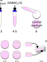 Relative Membrane Potential Measurements Using DISBAC2(3) Fluorescence in Arabidopsis thaliana Primary Roots
