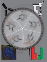 In situ Quantification of Cytosine Modification Levels in Heterochromatic Domains of Cultured Mammalian Cells