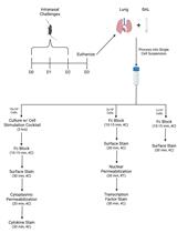 Monitoring Group 2 Innate Lymphoid Cell Biology in Models of Lung Inflammation