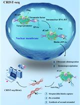 Chromatin-RNA in situ Reverse Transcription Sequencing (CRIST-seq) Approach to Profile the Non-coding RNA Interaction Network