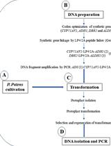 Heterologous Production of Artemisinin in Physcomitrium patens by Direct in vivo Assembly of Multiple DNA Fragments