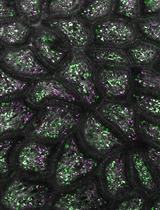 Intravital Imaging of Intestinal Intraepithelial Lymphocytes
